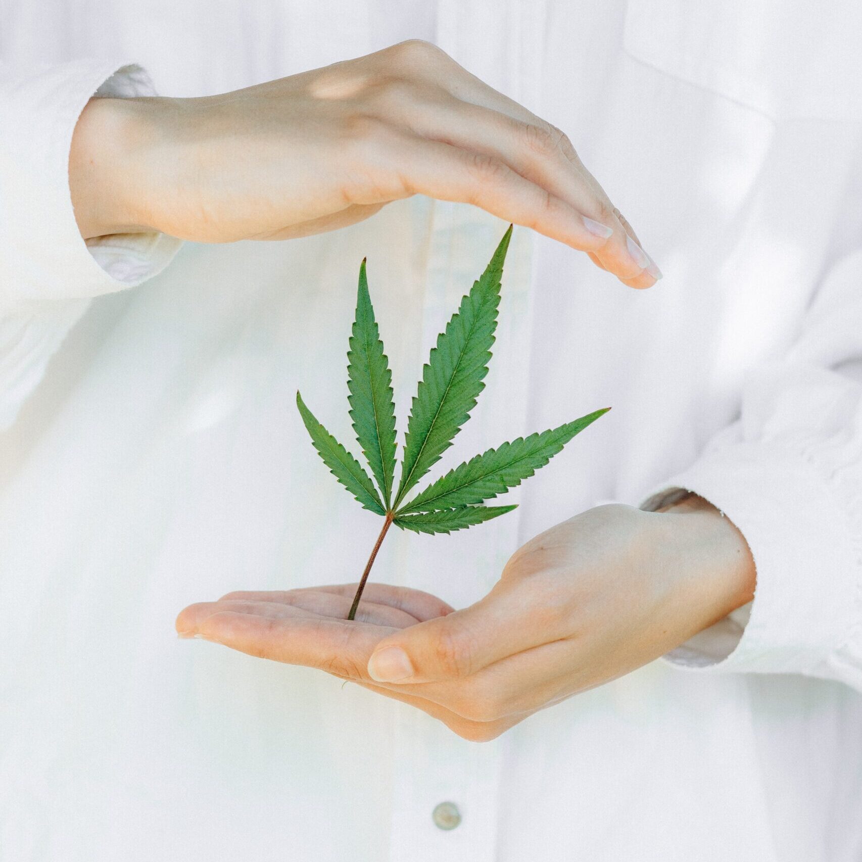 Cannabis Leaf