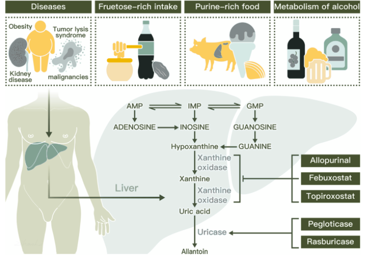 Uric Acid Sources and Production